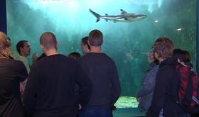 L'Aquarium de l'Université de Liège a 50 ans
