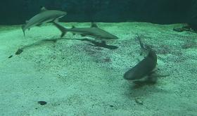 Liège : deux requins sont arrivés à l'Aquarium