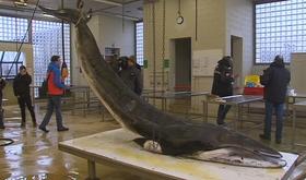Un rorqual à l'ULG