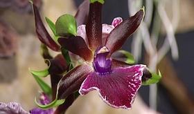 Exposition : des orchidées à Liège