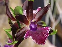 Exposition : des orchidées à Liège