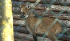 Le Monde Sauvage aussi touché par le froid