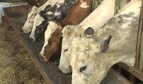 Tuberculose bovine : les principes de précaution d'application