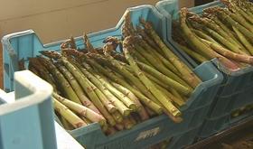 Asperges: début de la récolte