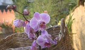 Orchidées : prolongation de l'exposition à la Grand Poste de Liège