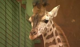 Un girafon, un kangourou nés au Monde Sauvage d'Aywaille