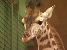 Un girafon, un kangourou nés au Monde Sauvage d'Aywaille