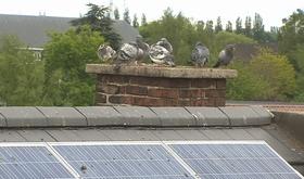 Tecteo s'attaque aux pigeons