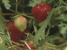 Fraises : moins nombreuses mais de qualité