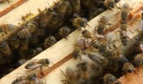 Apicharme : une journée dédiée aux abeilles et à leurs bienfaits