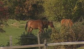 Plusieurs chevaux décédés. Les samares d'érables seraient en cause