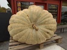 Un potiron de 480 kilos
