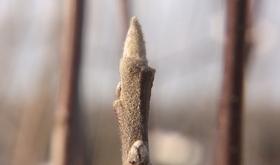Météo : déjà des bourgeons