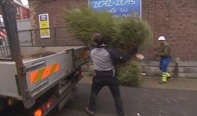 Récolte des sapins de Noël