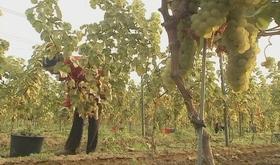 1150 coopérateurs pour  Vin de Liège 
