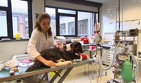 Don de sang pour les chiens