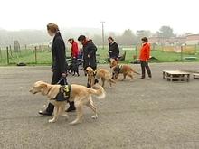 Os'mose forme les chiens d'aide