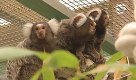Mont Mosan : nouvelle saison et nouveaux animaux