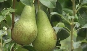 Embargo : les fruiticulteurs inquiets