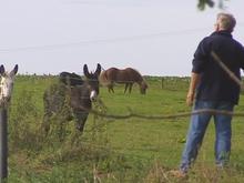 Portes ouvertes aux chevaux du Marais