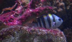 Record d'affluence à l'Aquarium de Liège