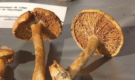 Une exposition de champignons