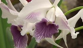 Exposition d'orchidées