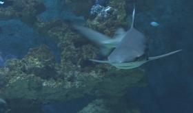 Nocturne de l'Aquarium : inauguration du lagon tropical