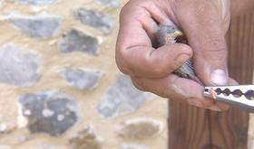 Hirondelles de fenêtre: baguage à Wonck