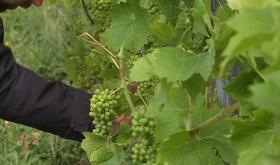 Succès pour le Vin de Liège