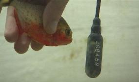 Les poissons parlent