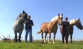 Les Amis des Chevaux et des Bovins du Marais: portes ouvertes