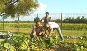 Engis : potager communautaire