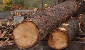 Un bÍ»cheron en ville participe au week-end du bois