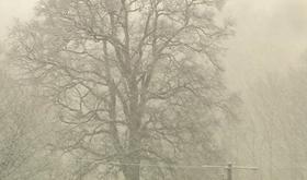 Une neige pesante qui a brisé les lignes électriques
