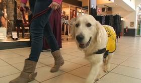 Subventions pour les chiens d'assistance