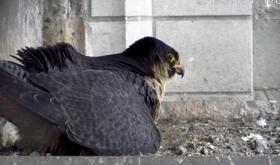 Des faucons pèlerins à Liège