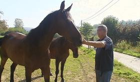 Les Amis des Chevaux et Bovins du Marais: portes ouvertes et agrandissement