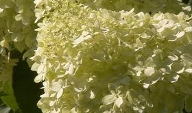 Marchin: le Jardin de la ThébaÍ¯de accessible ce dimanche