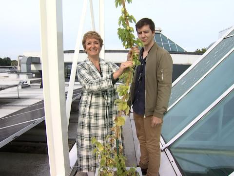 Innovation: du houblon sur le toit de Belle-île