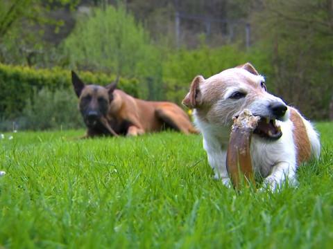 Kanpaw : plaisirs gustatifs pour la gente canine