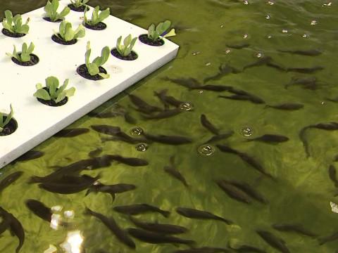 L'aquaponie fait collaborer les poissons et les légumes
