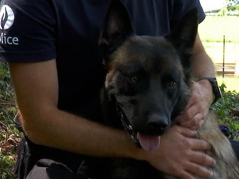 La brigade canine de Liège a engagé 4 nouvelles recrues provenant de la SRPA