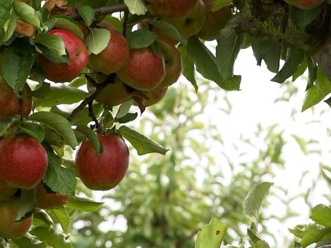 La cueillette de pommes ouverte au grand public à Cras-Avernas