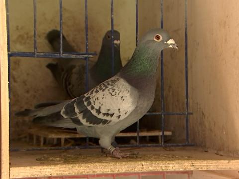 La société royale colombophile l'Epervier de Waremme a 140 ans, mais la relève n'est pas assurée