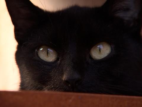 La SRPA de Liège est débordée de chats et de chiens