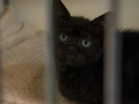 Trop de chats à la SRPA de Liège !