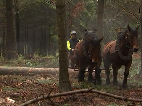 Le cheval de débardage reste essentiel dans la sauvegarde de nos forêts