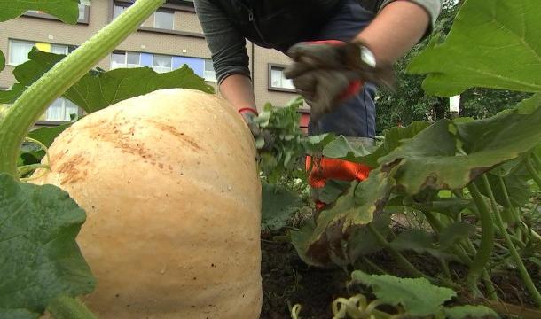 Le premier potager communautaire 