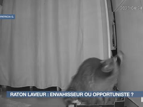 Le raton laveur : qui est cet envahisseur ? 